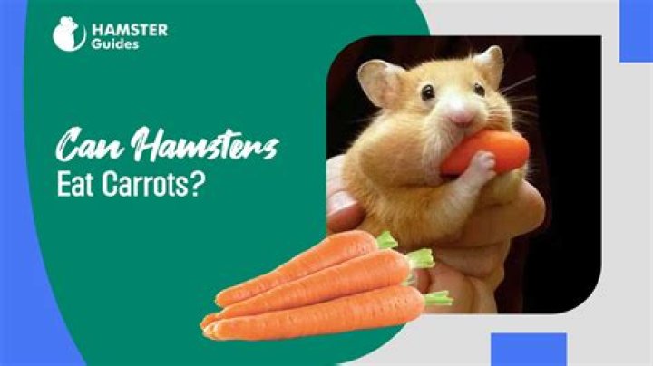 Could hamsters eat carrots?