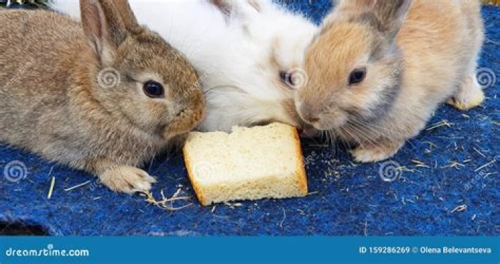 Could rabbits eat bread?