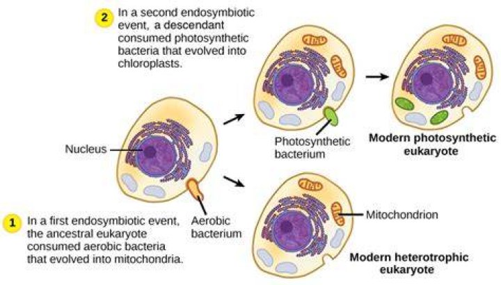 Did mitochondria evolved before chloroplasts?