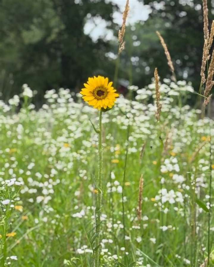 Did sunflower have nectar?