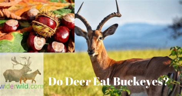 Do animals eat buckeyes?