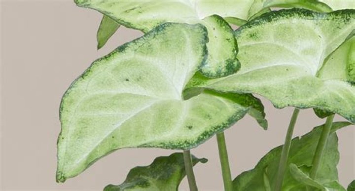 Do arrowhead plants flower?
