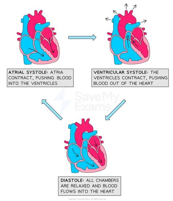 Do atria contract during diastole?