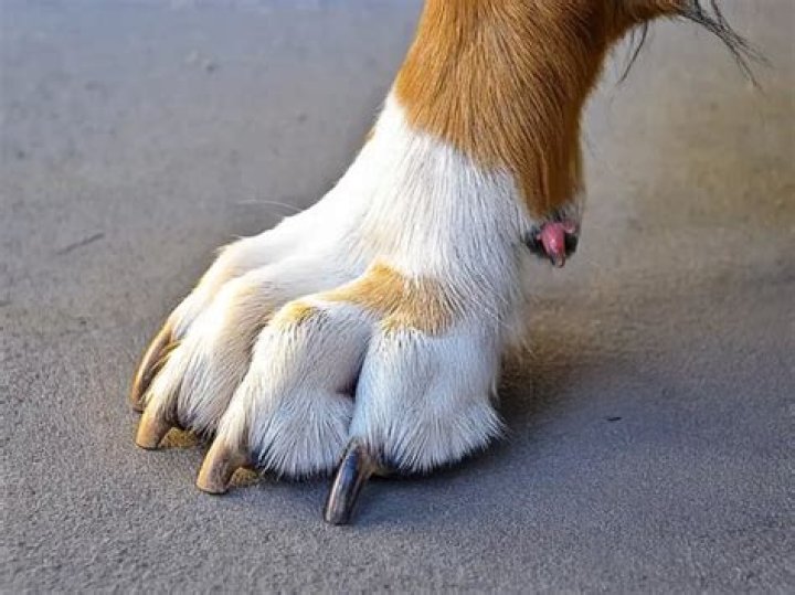 Do back dew claws fall off?