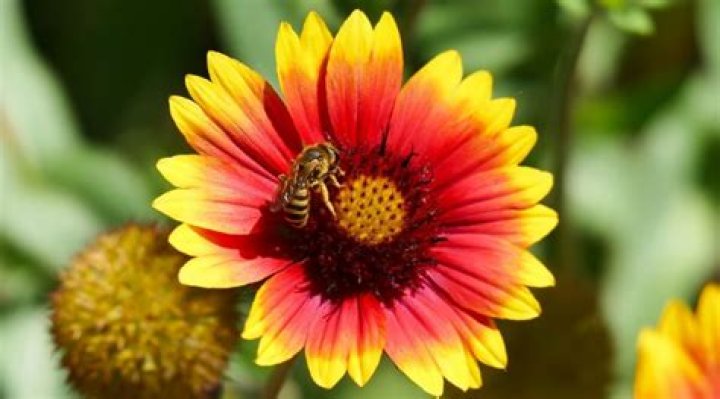 Do bees like strawflowers?
