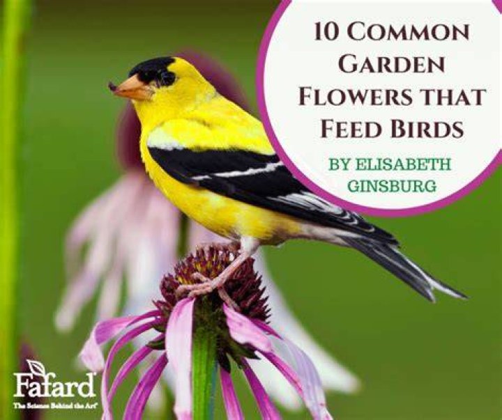 Do birds eat marigold seeds?