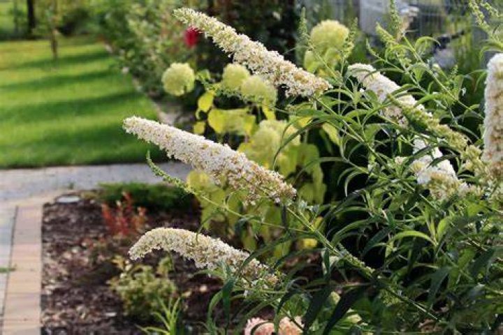 Do buddleia have deep roots?