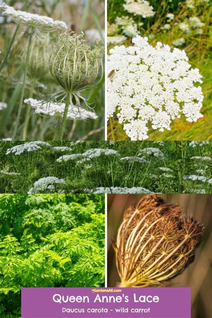 Do butterflies like queen anne's lace?