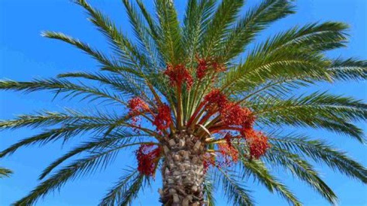 Do dates grow on palm trees?