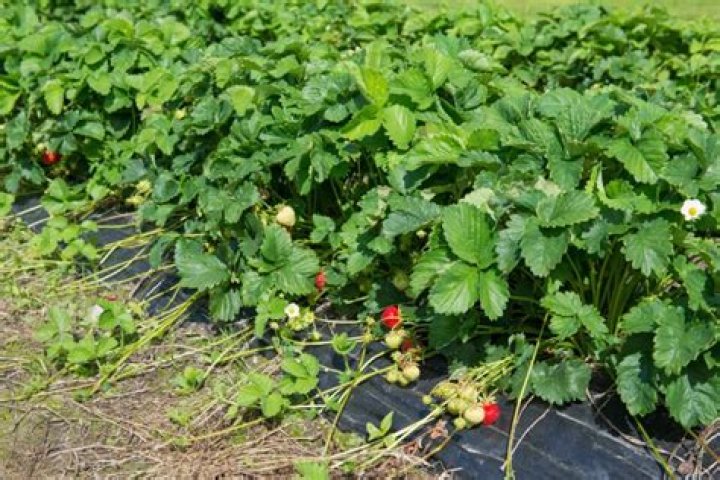 Do day neutral strawberries have runners?