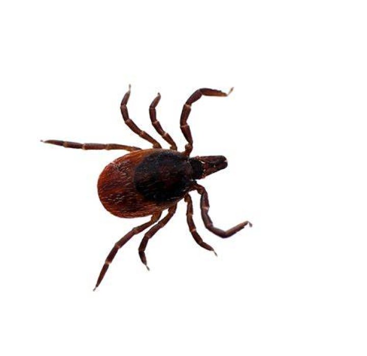 Do deer ticks have red legs?