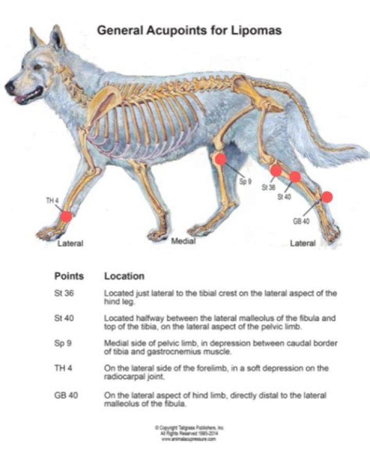 Do dogs get lipomas?