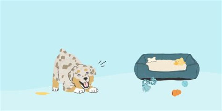 Do dogs pee when they get excited?