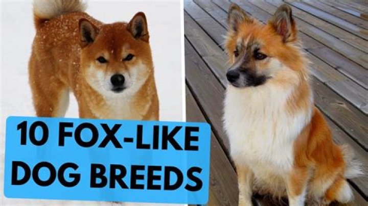 Do fox like dogs?