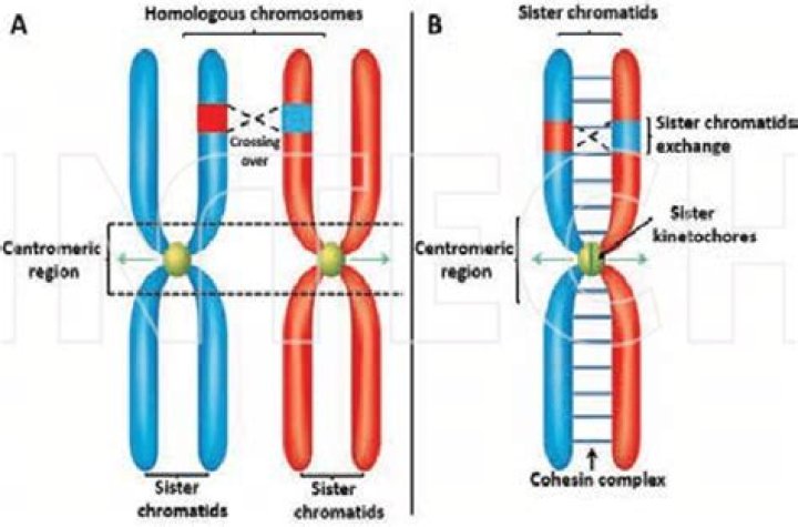Do homologous chromosomes have the same dna sequence?