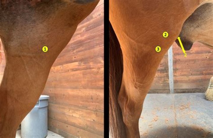 Do horses have stifles?