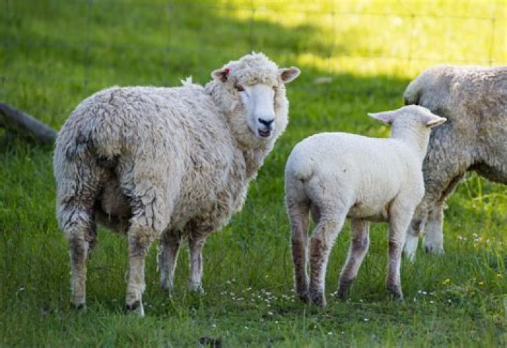 Do lambs have tails?
