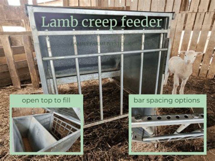 Do lambs need creep feed?