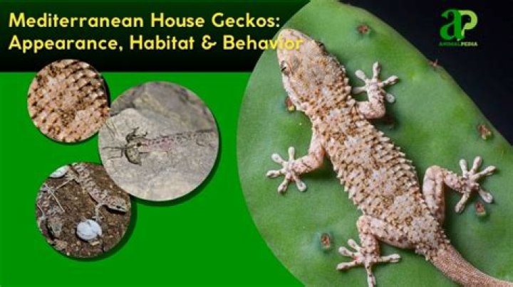 Do mediterranean house geckos tails grow back?