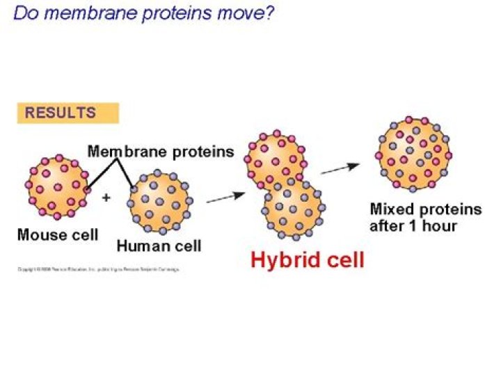 Do membrane proteins move?
