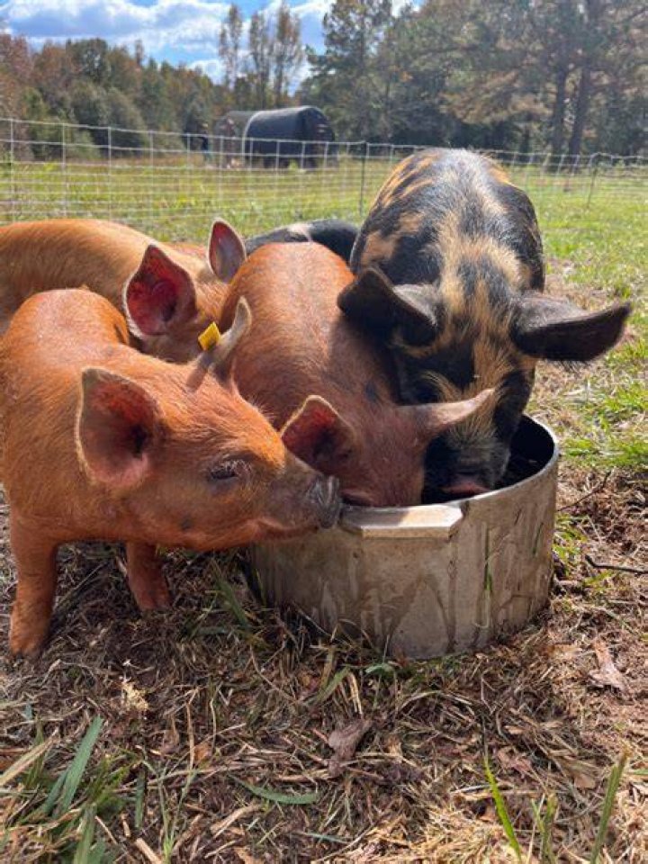 Do pigs eat excreta?