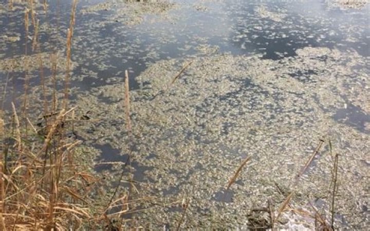 Do ponds go stagnant?