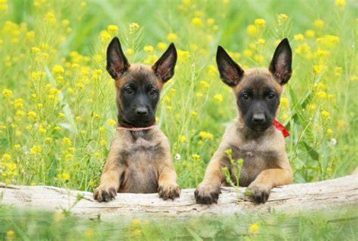 Do puppies outgrow ectropion?