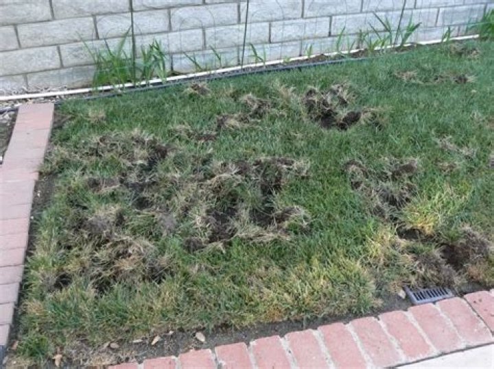 Do racoons dig up lawns?