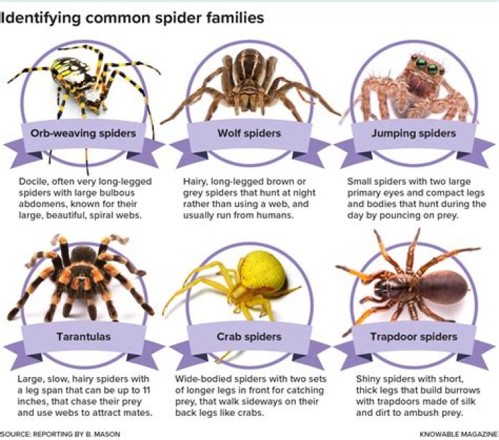 Do spiders have heart?