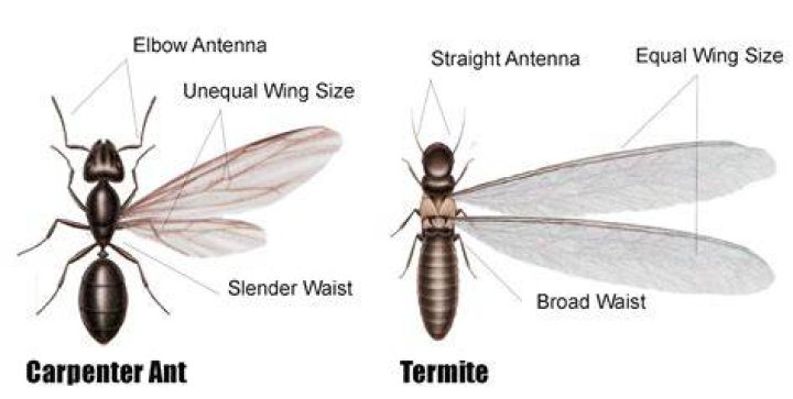 Do termites have wings?