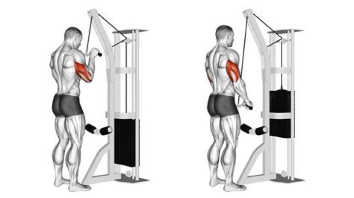 Do tricep pushdowns build mass?