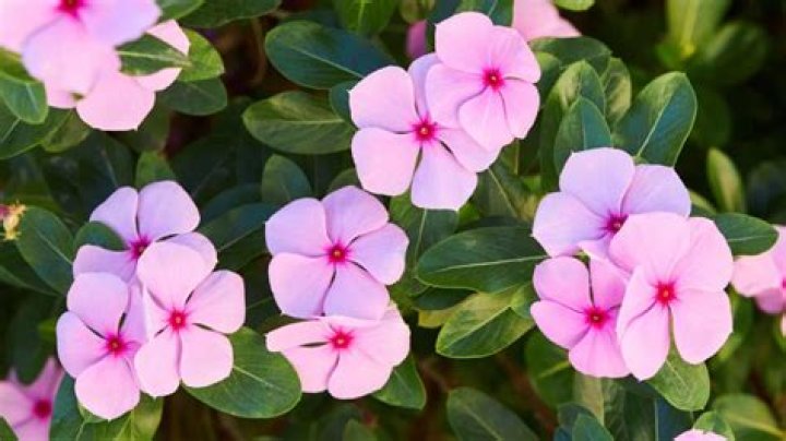 Do vinca vines flower?