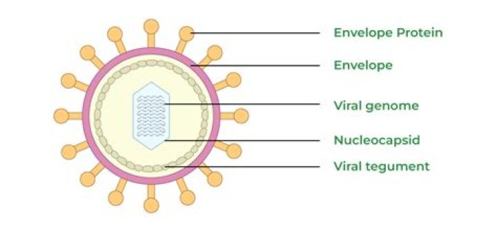 Do virus structures include biomolecules?