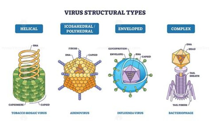 Do viruses have an orderly structure?