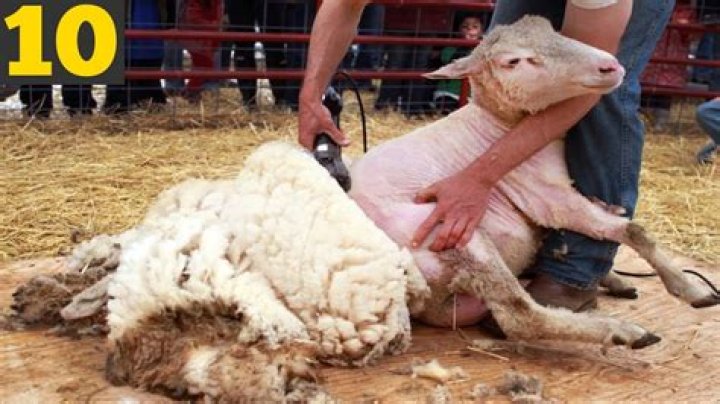 Do wild sheep need shearing?