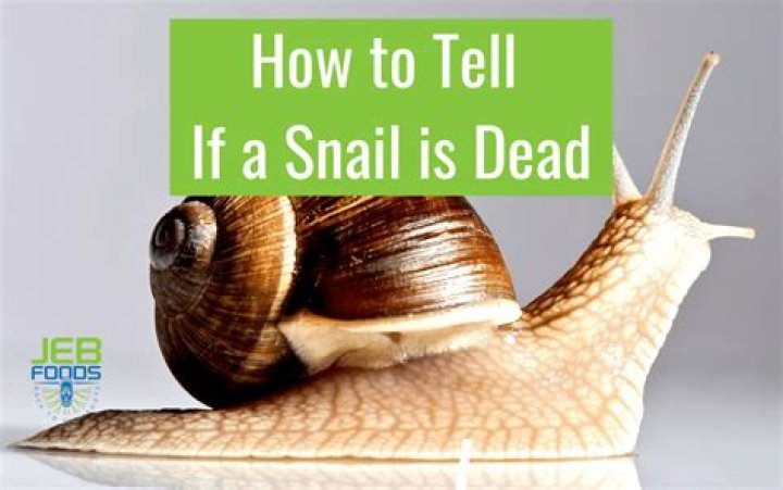 Do you know if a snail is dead?
