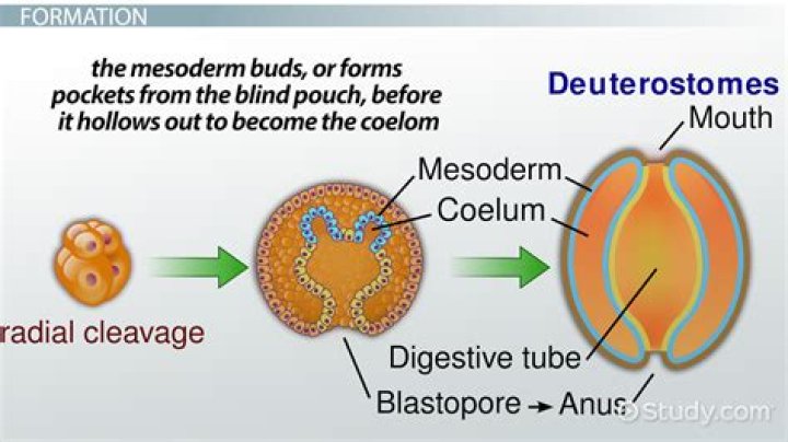 Does a cnidaria have a coelom?
