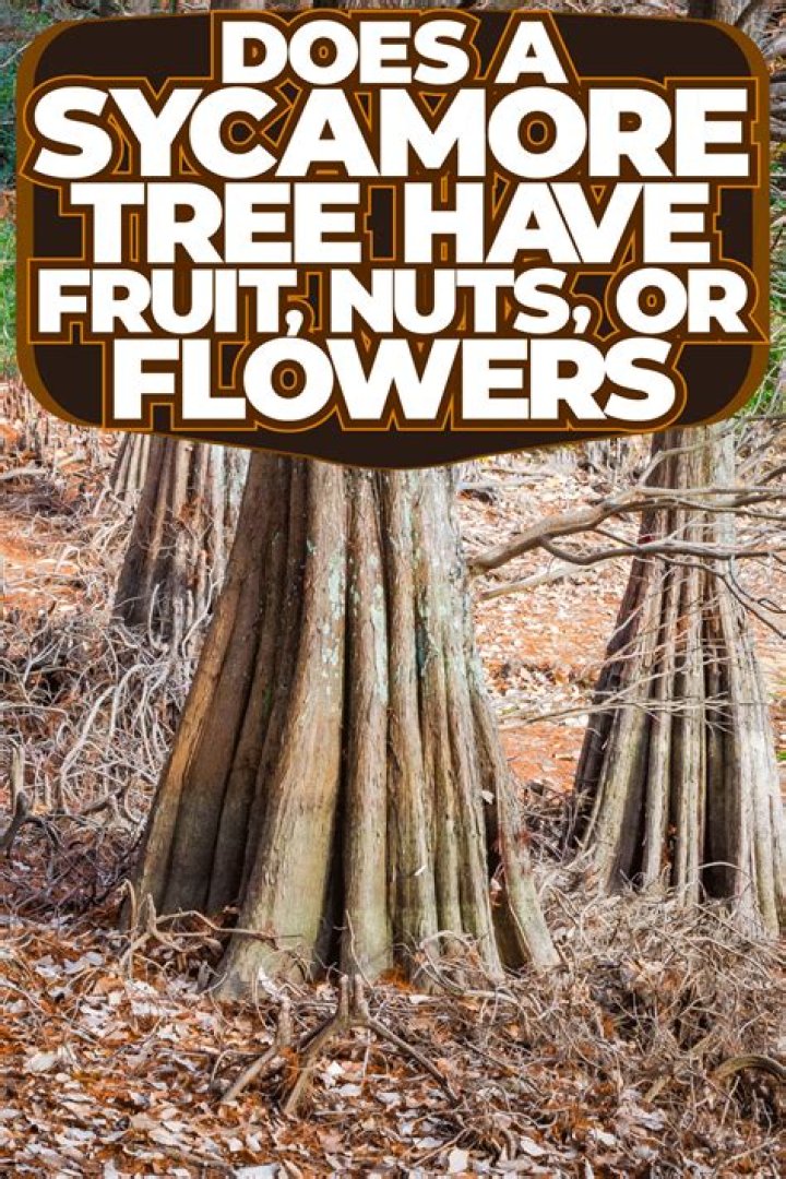 Does a sycamore tree have fruit?