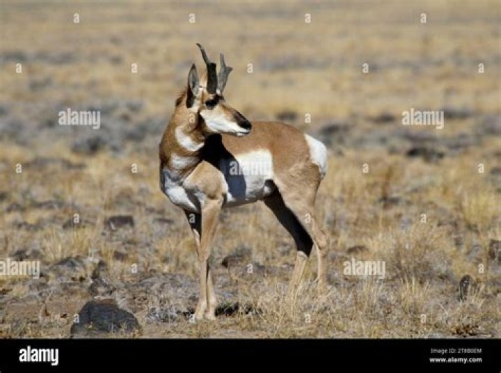 Does antelope oregon still exist?