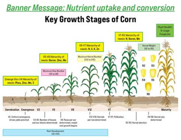 Does corn need to be hilled?