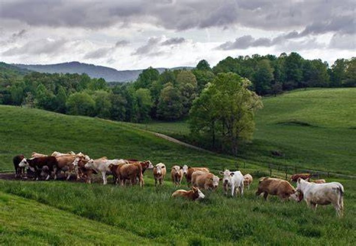 Does cows live on grassland?