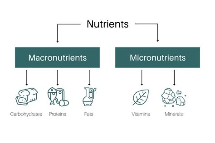 Does macronutrients more important than micronutrients?