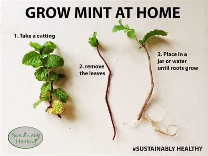 Does mint need to be pruned?