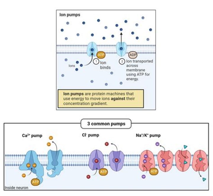 Does molecular pumps move water?