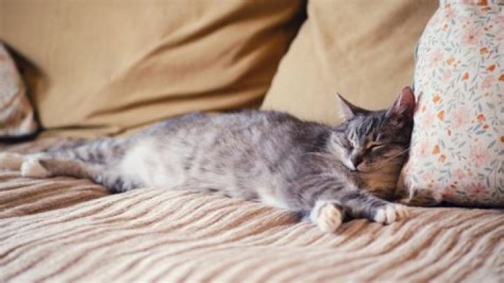 Does one cat know another dying?