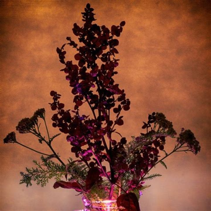 Does orach self seed?