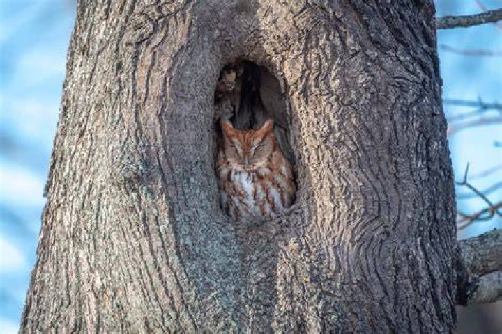Does owl sleep in the day?