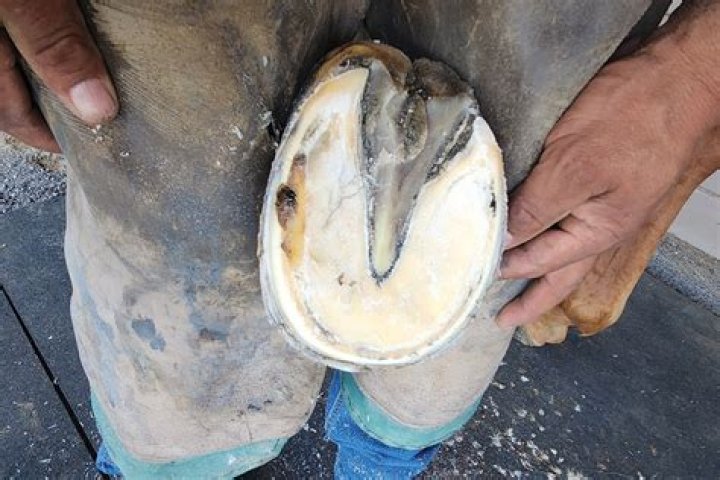 Does putting hooves on horses hurt?