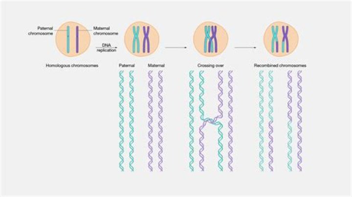 Does recombination occur in mitosis or meiosis?