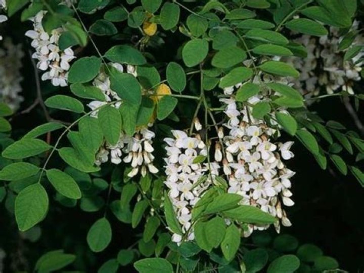 Does robinia grow in california?